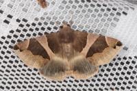 Dysgonia algira