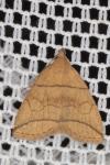 Herminia grisealis
