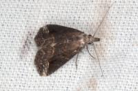 Schrankia costaestrigalis