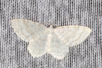 Asthena albulata