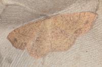 Cyclophora ruficiliaria
