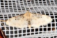 Idaea filicata