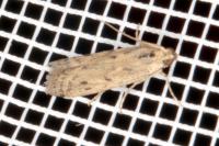 Phycitodes