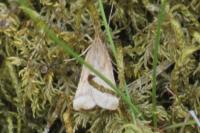 Synaphe punctalis