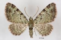 Pasiphila rectangulata