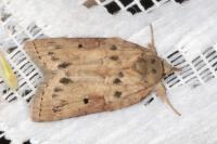 Nycteola revayana
