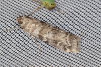 Dioryctria simplicella