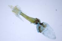 Dioryctria simplicella