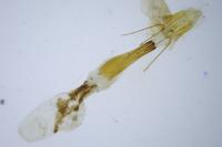 Dioryctria sylvestrella
