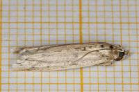 Homoeosoma nebulellum