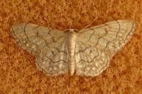 Idaea moniliata