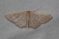 Idaea belemiata helianthemata