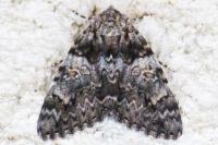 Catocala promissa