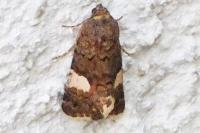 Tyta luctuosa