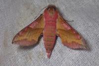 Deilephila porcellus