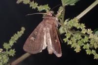 Xestia xanthographa
