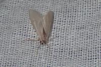 Acentria ephemerella