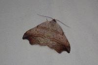 Laspeyria flexula