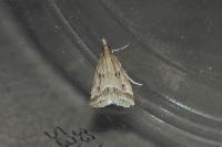 Eudonia pallida