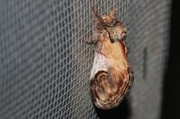 Notodonta ziczac