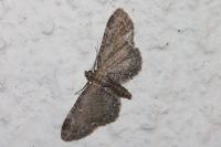 Eupithecia vulgata