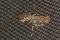 Elophila nymphaeata