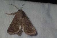 Hoplodrina ambigua/blanda