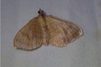 Camptogramma bilineata