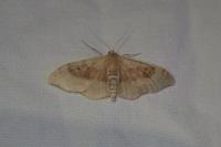 Idaea degeneraria