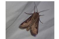 Agrotis exclamationis exclamationis