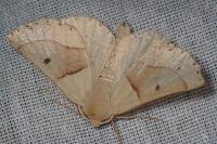 Crocallis elinguaria