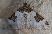Xanthorhoe fluctuata