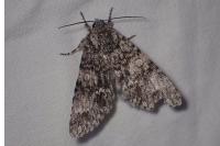 Acronicta megacephala