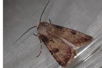 Agrotis puta