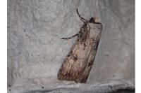 Agrotis puta