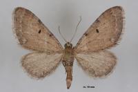 Eupithecia absinthiata