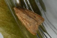 Sunira circellaris
