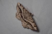 Chiasmia aestimaria
