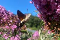 Macroglossum stellatarum