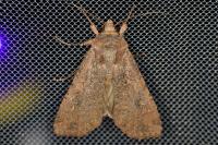 Peridroma saucia
