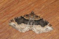 Xanthorhoe ferrugata