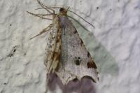 Macaria alternata