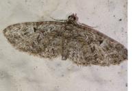 Eupithecia dodoneata