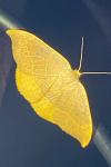 Watsonalla binaria