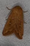 Mythimna albipuncta