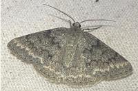 Pseudoterpna coronillaria