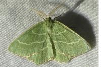 Thalera fimbrialis