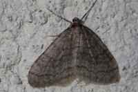 Operophtera brumata