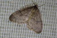 Operophtera brumata
