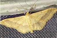 Idaea aversata